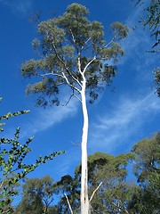 Image showing Eucalyptus tree