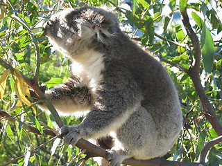 Image showing Koala eating