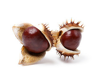 Image showing Two horse chestnuts close-up