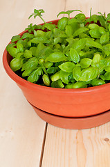 Image showing Fresh Potted Basil
