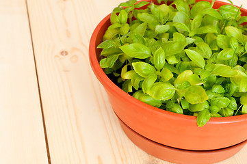 Image showing Fresh Potted Basil