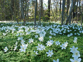 Image showing Forrest flowers 3