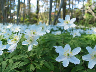 Image showing Forrest flowers