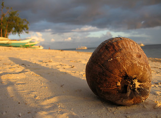 Image showing Coconut, Malapascua, Philippines