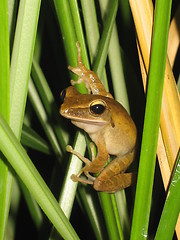 Image showing Frog, Khao Sok, Thailand