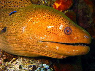 Image showing Giant Moray, Maratua, Indonesia