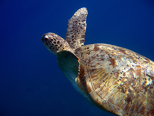 Image showing Green Turtle, Ras Mohammed, Egypt