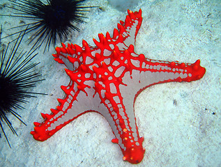 Image showing Horned Sea Star, Nungwi, Zanzibar, Tanzania