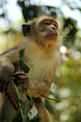 Image showing Long-tail Macaque, Taman Negara, Malaysia