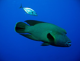 Image showing Blue-fin Trevally & Napoleonfish, Ras Mohammed, Egypt