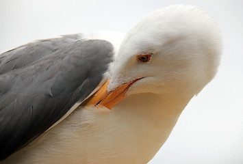 Image showing Seagull, Monterey, Nevada, USA