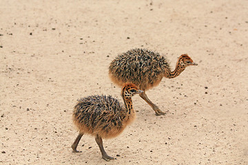 Image showing Little ostriches