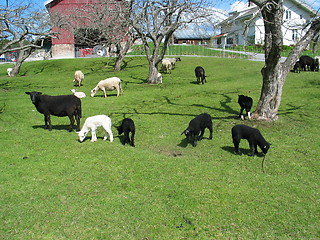 Image showing Black and white sheep