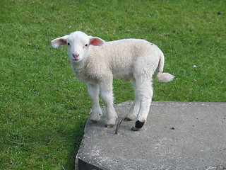 Image showing White lamb