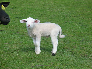 Image showing White lamb