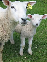 Image showing Sheep and lamb