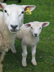 Image showing Sheep and lamb