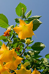 Image showing Yellow flowers