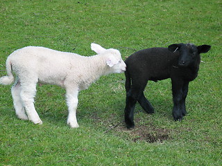 Image showing Black and white lambs
