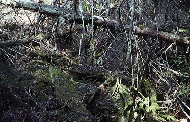 Image showing Primeval forest.