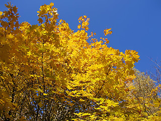 Image showing autumn tree on blue sky background