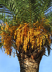 Image showing palm tree with seeds