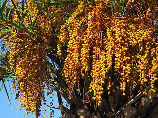 Image showing palm tree with seeds