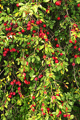 Image showing Growing plums