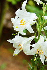 Image showing White lily flowers