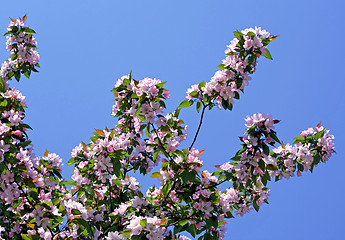 Image showing branch of a blossoming tree on blue sky