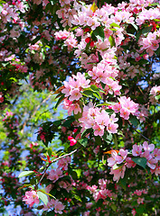 Image showing branch of a blossoming tree