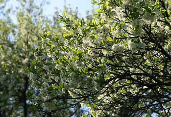 Image showing blossoming tree