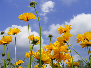 Image showing beautiful yellow flowers