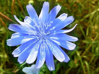 Image showing flower of blue chicory