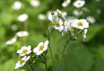 Image showing wild strawberry flowers