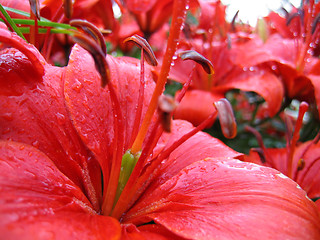 Image showing closeup of red lily with raindrops