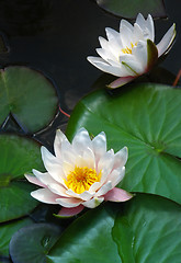 Image showing blooming water lilies