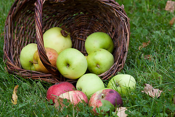 Image showing Apple harvest