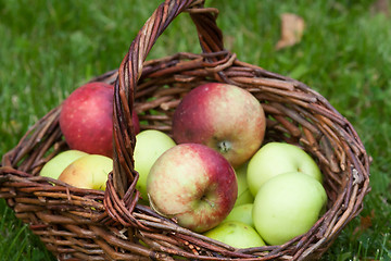 Image showing apples