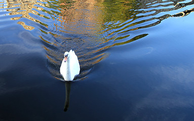 Image showing swimming swan