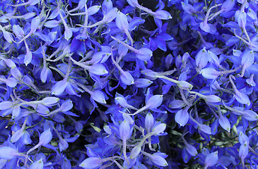 Image showing blue flowers