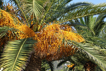 Image showing palm tree with seeds