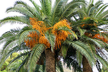 Image showing palm trees