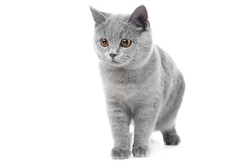 Image showing British blue kitten on isolated white