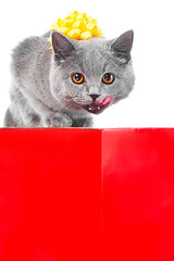 Image showing licking young British blue cat as cute gift