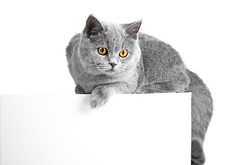 Image showing British blue cat lying on tablet