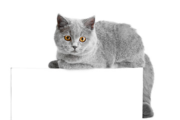 Image showing British blue cat easy lying on tablet
