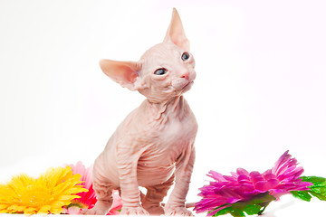 Image showing Sphinx kitten looking with interest