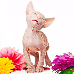 Image showing Pink sphinx kitten