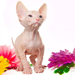 Image showing Sphinx kitten looking with interest